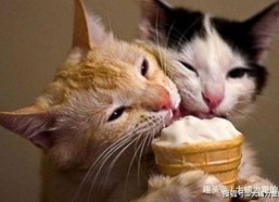 娱乐吃瓜猫咪视频大全免费观看,免费观看吃瓜视频大全